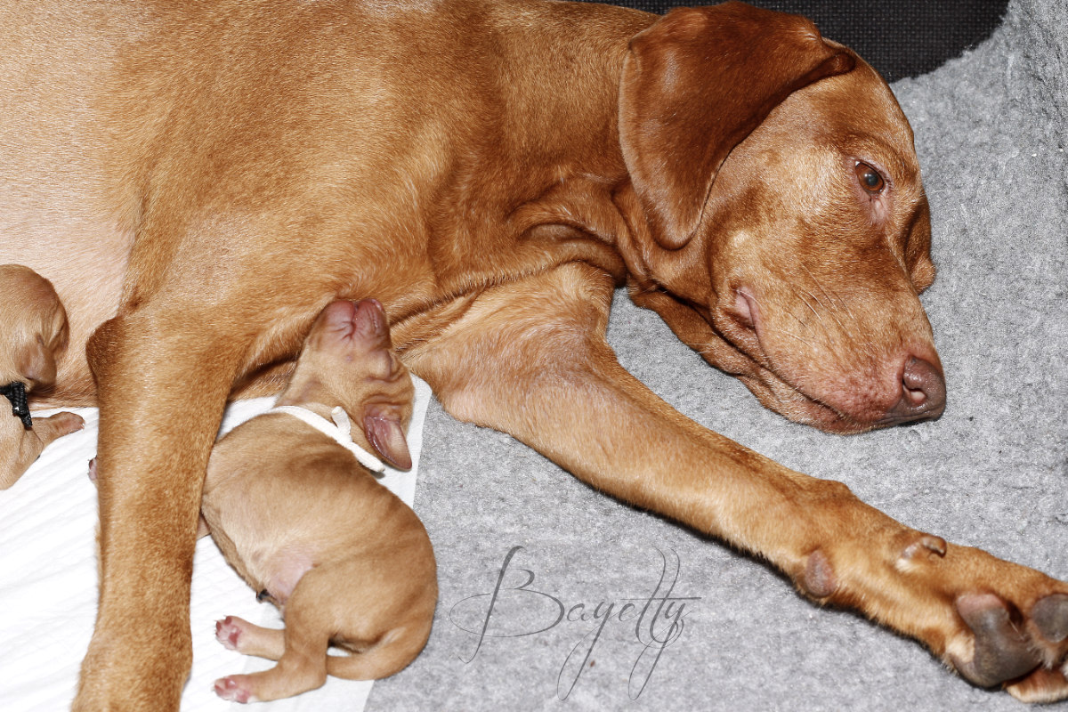  Madarský_ohař_krátkosrstý_Chovatelská_stanice_MOK_prodej_štěňat 