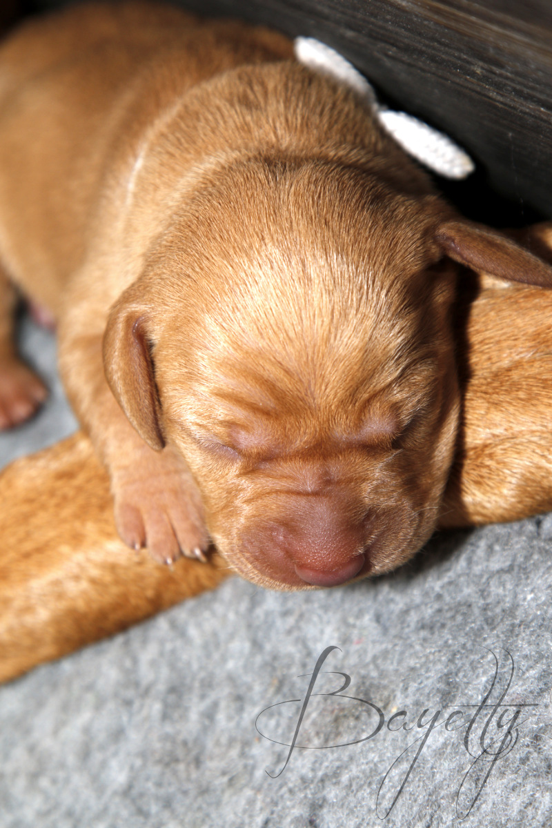 Madarský_ohař_krátkosrstý_Chovatelská_stanice_MOK_prodej_štěňat 