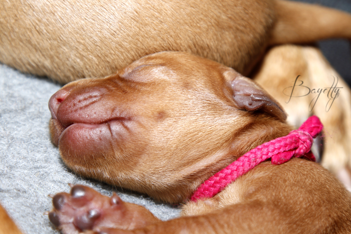  Madarský-ohař-krátkosrstý-Chovatelská-stanice-MOK-prodej-štěňat 
