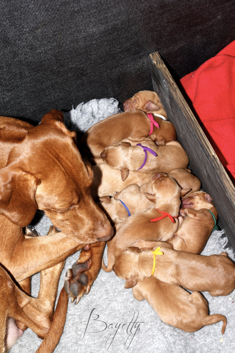  Madarský_ohař_krátkosrstý_Chovatelská_stanice_MOK_prodej_štěňat 