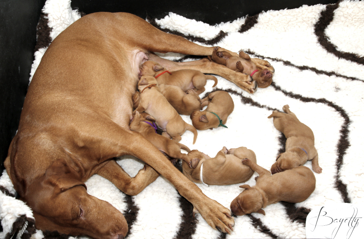  krátkosrstý-maďar-maďarský-ohař-Magyar-Vizsla 