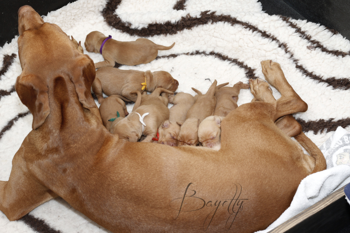  krátkosrstý-maďar-maďarský-ohař-Magyar-Vizsla 