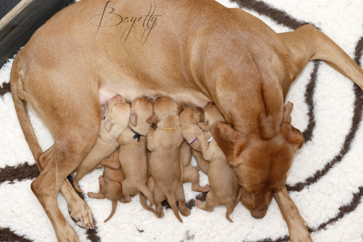  Bayetty-vrh-stenata-Bayetty-Maďarský-ohař-krátkosrstý 