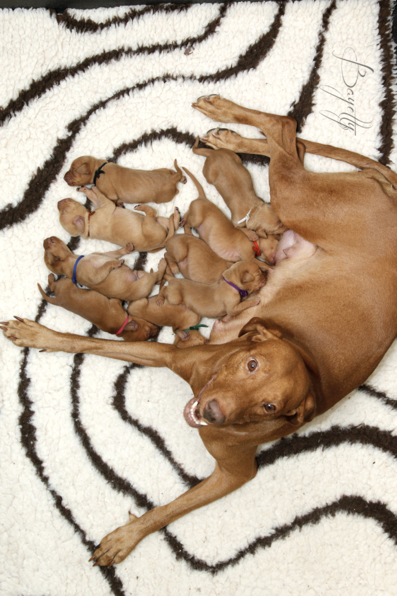  krátkosrstý-maďar-maďarský-ohař-Magyar-Vizsla 