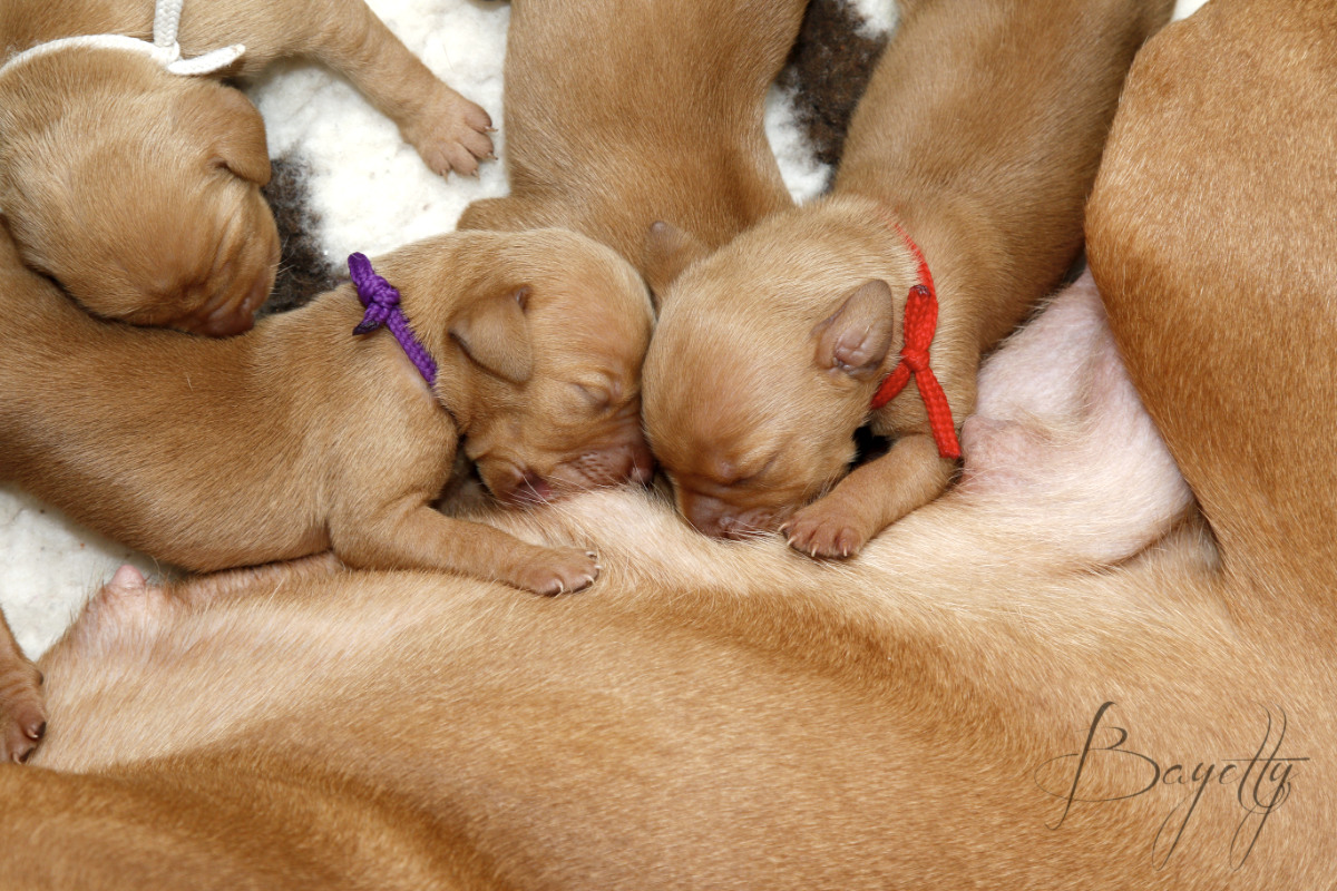  krátkosrstý-maďar-maďarský-ohař-Magyar-Vizsla 