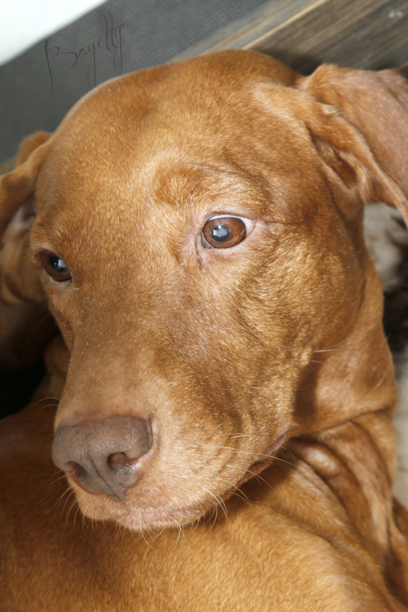  Bayetty-vrh-stenata-Bayetty-Maďarský-ohař-krátkosrstý 