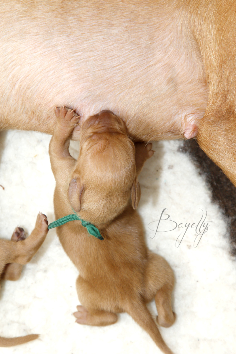  Bayetty-vrh-stenata-Bayetty-Maďarský-ohař-krátkosrstý 