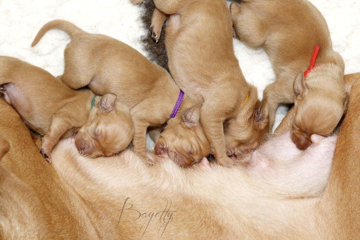  krátkosrstý-maďar-maďarský-ohař-Magyar-Vizsla 