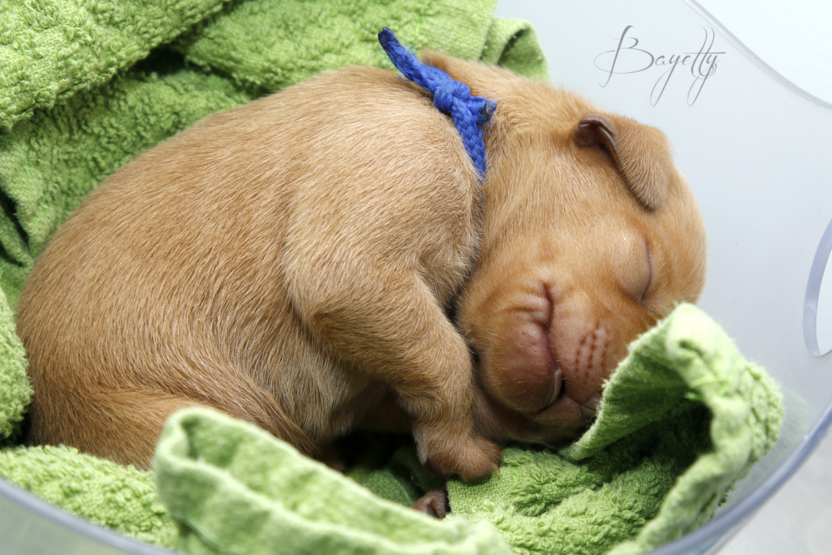  Bayetty-vrh-stenata-Bayetty-Maďarský-ohař-krátkosrstý 