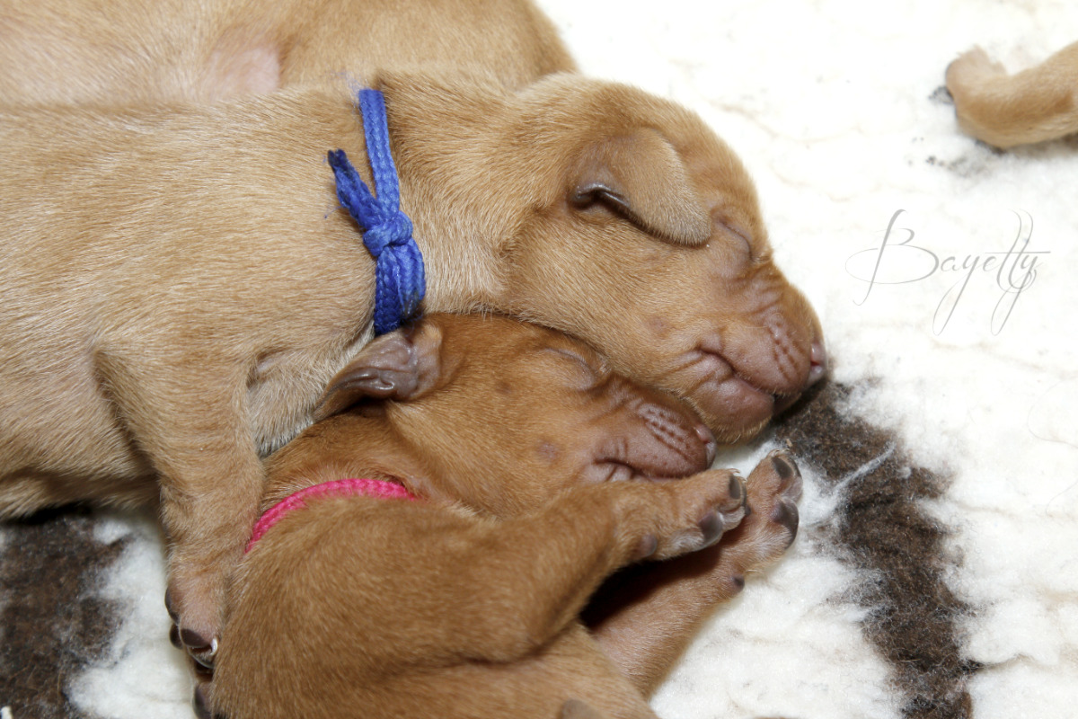  krátkosrstý-maďar-maďarský-ohař-Magyar-Vizsla 