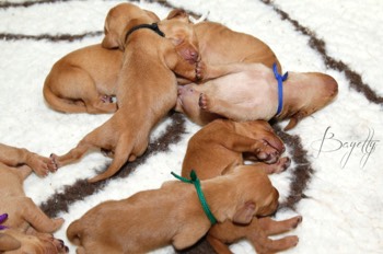  krátkosrstý-maďar-maďarský-ohař-Magyar-Vizsla 