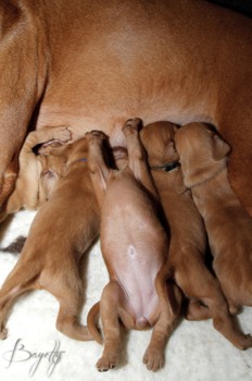  Maďarský ohař krátkosrstý Vizsla Bayetty 