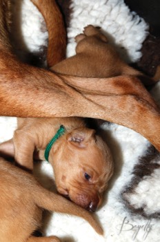  Maďarský ohař krátkosrstý Vizsla Bayetty 