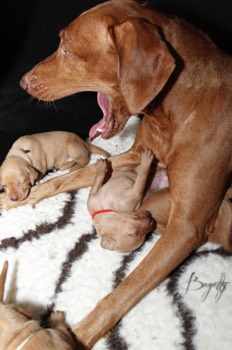  Maďarský ohař krátkosrstý Vizsla Bayetty 