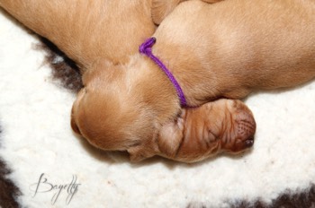 Maďarský ohař krátkosrstý Vizsla Bayetty 