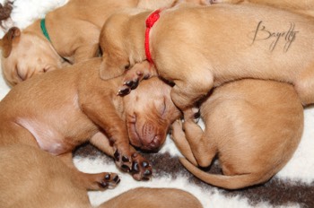  Maďarský ohař krátkosrstý Vizsla Bayetty 