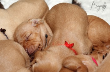 Maďarský ohař krátkosrstý Vizsla Bayetty 