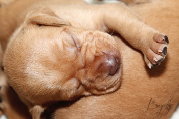  Maďarský ohař krátkosrstý Vizsla Bayetty 