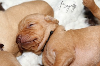  Maďarský ohař krátkosrstý Vizsla Bayetty 
