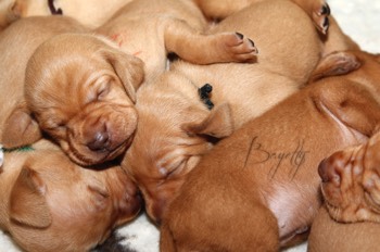  Maďarský ohař krátkosrstý Vizsla Bayetty 