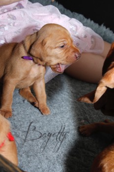  Maďarský ohař krátkosrstý Vizsla Bayetty 