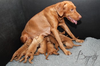  Maďarský ohař krátkosrstý Vizsla Bayetty 