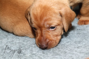  Maďarský ohař krátkosrstý Vizsla Bayetty 