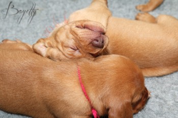  Maďarský ohař krátkosrstý Vizsla Bayetty 
