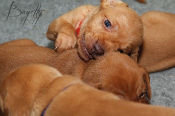  Maďarský ohař krátkosrstý Vizsla Bayetty 
