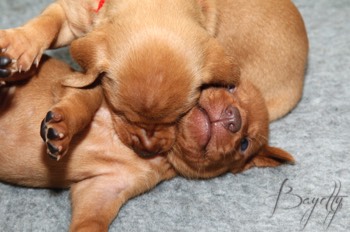  Maďarský ohař krátkosrstý Vizsla Bayetty 