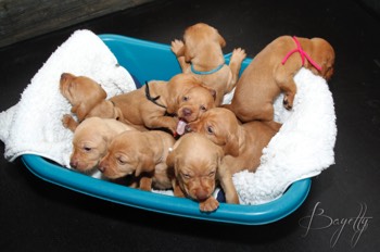  Maďarský ohař krátkosrstý Vizsla Bayetty 