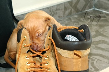  Maďarský ohař krátkosrstý Vizsla Bayetty 