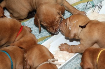  Maďarský ohař krátkosrstý Vizsla Bayetty 