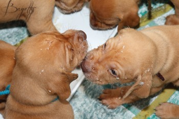  Maďarský ohař krátkosrstý Vizsla Bayetty 