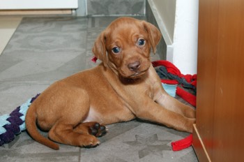  Maďarský ohař krátkosrstý Vizsla Bayetty 