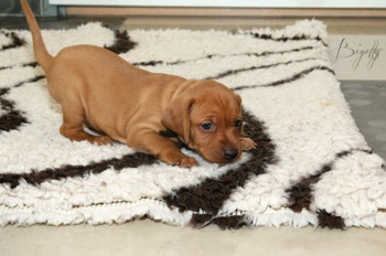  Bayetty_MOK_Madarsky_ohar_kratkosrsty_Praha_dog_puppy 