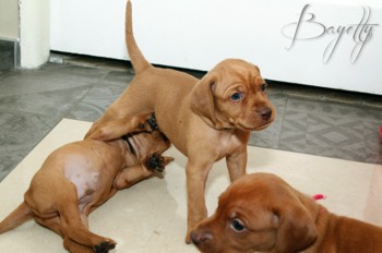  Bayetty_MOK_Madarsky_ohar_kratkosrsty_Praha_dog_puppy 