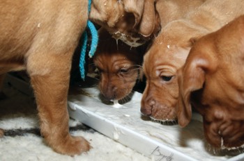  Bayetty_MOK_Madarsky_ohar_kratkosrsty_Praha_dog_puppy 