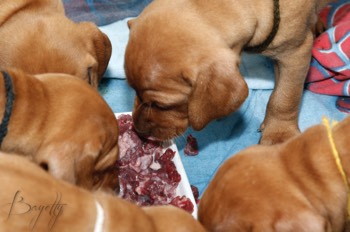  Bayetty_MOK_Madarsky_ohar_kratkosrsty_Praha_dog_puppy 