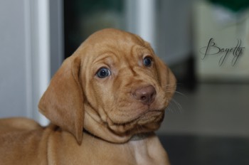  Maďarský ohař krátkosrstý Vizsla Bayetty 