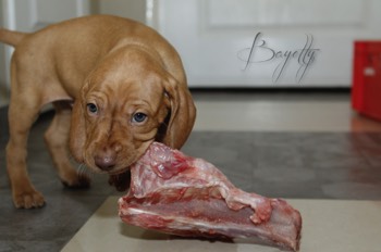 Bayetty_MOK_Madarsky_ohar_kratkosrsty_Praha_dog_puppy 