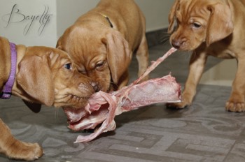  Bayetty_MOK_Madarsky_ohar_kratkosrsty_Praha_dog_puppy 