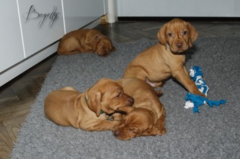  Bayetty_MOK_Madarsky_ohar_kratkosrsty_Praha_dog_puppy 