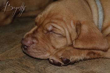  Bayetty_MOK_Madarsky_ohar_kratkosrsty_Praha_dog_puppy 