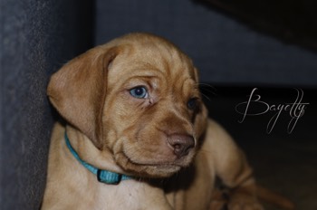  Bayetty_MOK_Madarsky_ohar_kratkosrsty_Praha_dog_puppy 