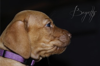  Bayetty_MOK_Madarsky_ohar_kratkosrsty_Praha_dog_puppy 
