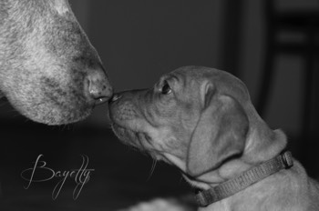  Bayetty_MOK_Madarsky_ohar_kratkosrsty_Praha_dog_puppy 
