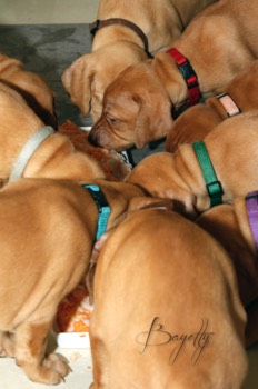  Bayetty_MOK_Madarsky_ohar_kratkosrsty_Praha_dog_puppy 