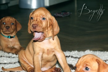  Bayetty_MOK_Madarsky_ohar_kratkosrsty_Praha_dog_puppy 