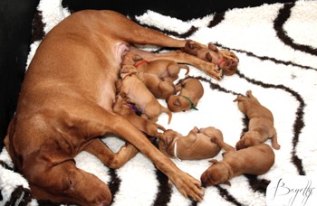  krátkosrstý-maďar-maďarský-ohař-Magyar-Vizsla 